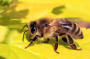 More bee colonies but fewer beekeepers in Switzerland
