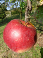 Croatia witnesses surge in apple and mandarin production