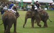 Polo elephants rumble in Bangkok's urban jungle