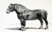 Museum of the Belgian Draught Horse reopens its doors with a significantly expanded collection