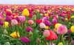 EU's Orchid and Tulip Bulbs Export Valued at €100.6 Million