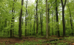 French forests experience an 80% increase in mortality over the past decade due to widespread dieback      