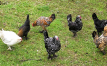 Global restrictions on Belgian poultry imports escalate amid avian influenza outbreak