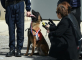 France honours police dog who sniffed out 7.5mn euros in drugs