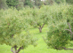Commission approves two Czech investment aid support schemes for the restructuring of orchards and irrigation