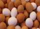 High egg prices ahead of Easter due to bird flu and feed costs