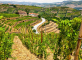 Portuguese wine exports show positive growth   