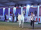Pride of Poland horse auction generates nearly EUR 2.2 million   