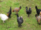 Global restrictions on Belgian poultry imports escalate amid avian influenza outbreak