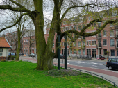 Amsterdam's 750th anniversary: free trees available for residents