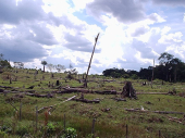 EU deforestation law: companies granted an additional year for compliance